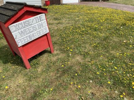For the Bees