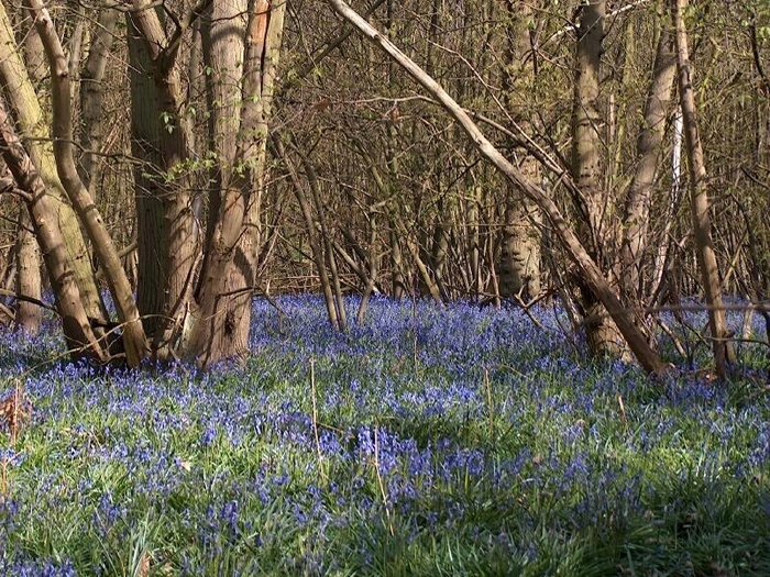 Bluebells